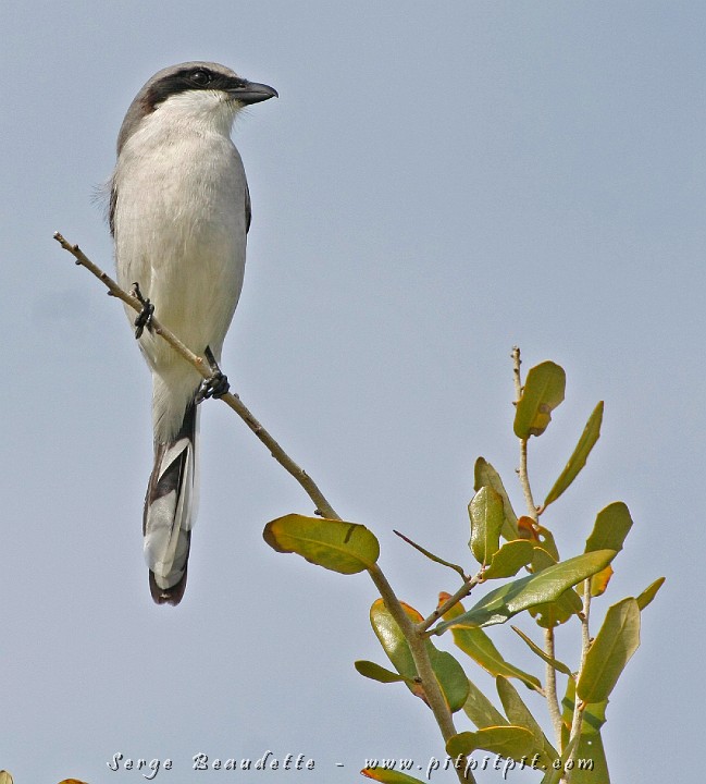 2009-01-04 13-27-31__MG_9731.JPG